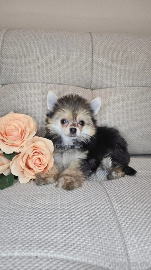 Chinese Crested Powderpuff Hündin