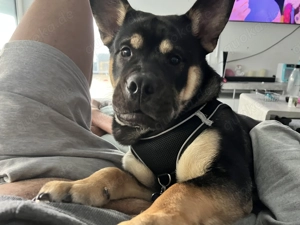 Super süßer Hund zu verkaufen 