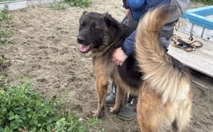 Ares sucht erfahrenes Zuhause Bild 2