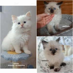 Neva masquarade mit Stammbaum sibirische katze