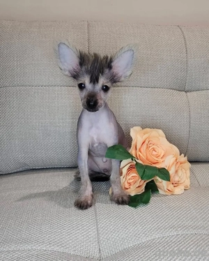 Chinese Crested Rüde