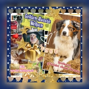 Tolle Golden Aussie Welpen mit Papieren (Ahnenpass)