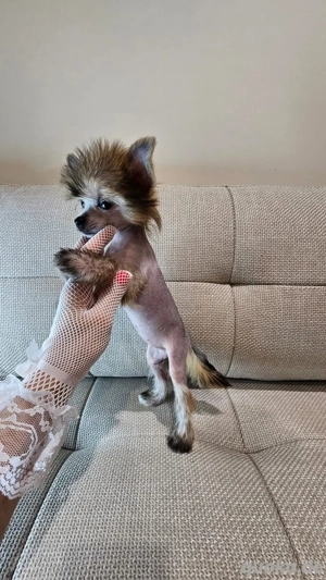 Chinese Crested Hündin