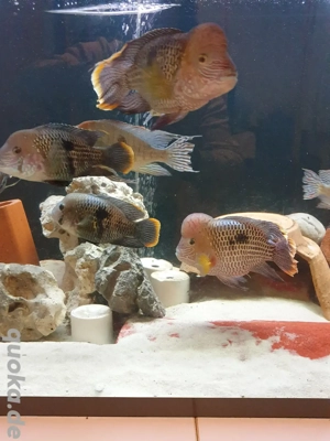 orangesaumbuntbarsche babys buntbarsche 