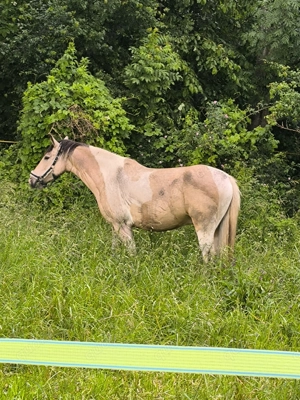 Pflegebeteiligung später Kauf möglich 