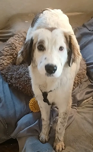 Mika, a.d.Tierschutz , sucht liebes Happy-Home 