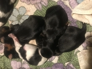 Yorkshire Terrier  in Black et tan und schwarz weiß Gold (Biewer Yorkshire terrier ) 