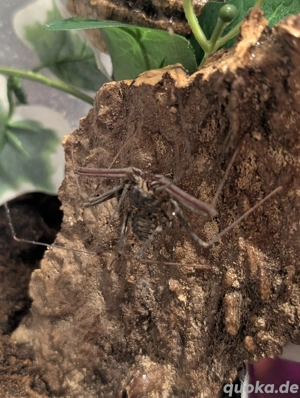 Geißelspinne *Euphrynichus bacillifer*