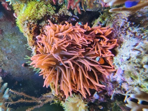 Meerwasser , Kupferanemone, Anemone 