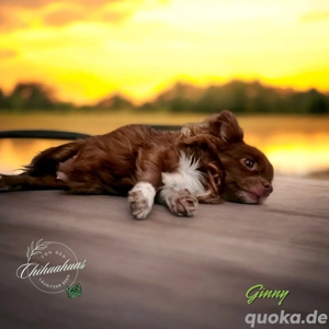 Chihuahua-Deckrüde mit Papieren + seine kastrierte Mama Ginny