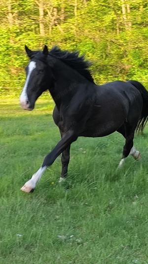 Pflegebeteiligung für Großen und kleineren Buben zu vergeben 