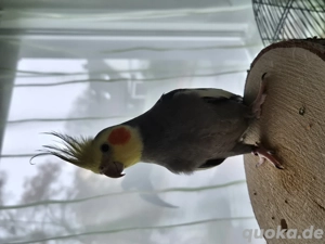 Verkaufe Nymphi Pärchen 