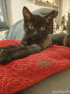 BKH - Bengal Mix Kitten 