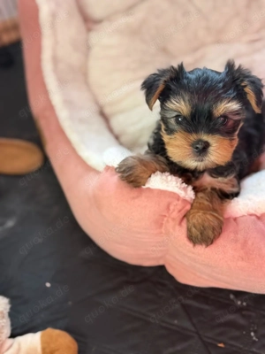 Yorkshire Terrier Welpen 