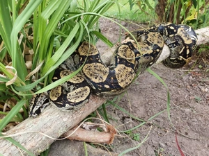 Boa constrictor longicauda 0.2 NZ ENZ 18 24