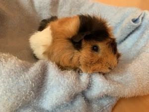 Meerschweinchen "Mika" nur in liebe Hände abzugeben Bild 4