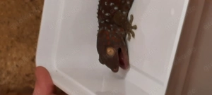 Tokeh Gecko Weibchen