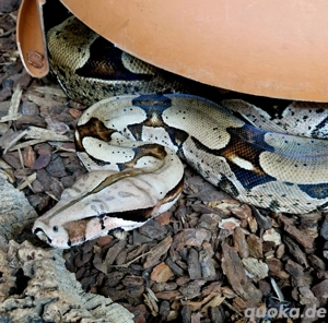 boa constrictor constrictor Surinam 1.1