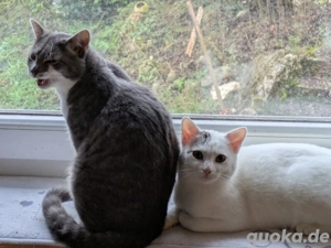 Zwei Katerchen suchen ein Zuhause