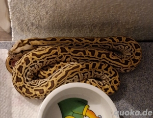 tigerpython 1.1 Hypo Labyrinth 