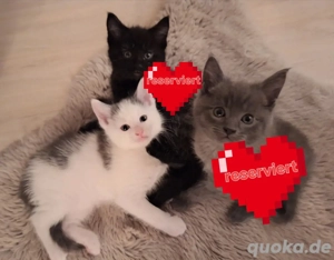 Frecher süßer Maine Coon Mix 