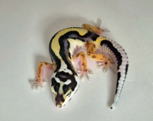 Leopardgeckos zu verkaufen
