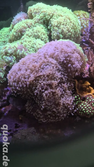 Meerwasser Aquarium Korallen lps Euphyllia Paraancora Pink