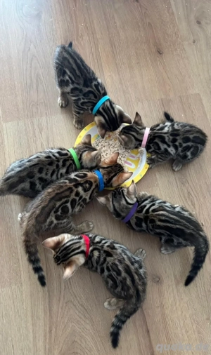 Wunderschöne Bengalkätzchen suchen ein liebevolles Zuhause zu Weihnachten