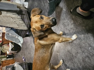 Baggi Mix Rüde super Lieb ,verspielt und aufgeweckt, sehr wachsam, stubenrein und ausdauernd 