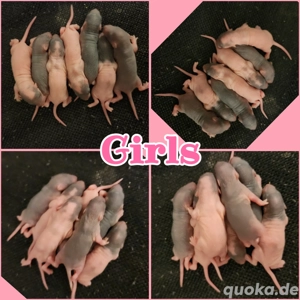 Ratten Babys super zahm und kinderlieb 