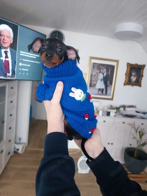  Zwergpinscher-Welpen   1 süße Rüde Baby sucht liebevolles Zuhause   
