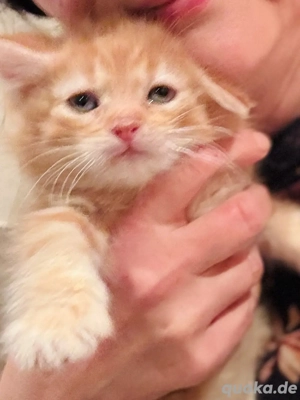 Wunderschöner kleiner roter Kater