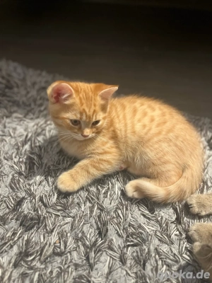 Britisch kurzhaarkitten