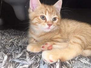 Britisch kurzhaarkitten