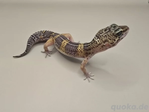 Hamm!! Leopardgecko 0.1 Black Night Mandarin Tangerine het TA Lava-Projekt 
