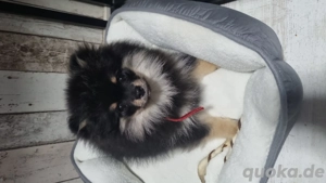 zwergspitz Rüde Bild 2