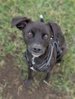 Hübscher, anhänglicher Dzon sucht das Glück 