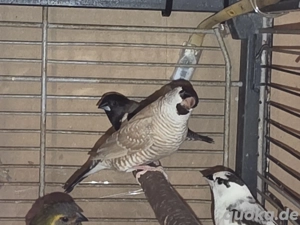 Zeresamadinen Hahn isabelfarben Bild 5