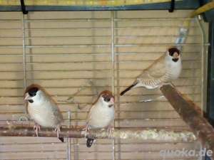 Zeresamadinen Hahn isabelfarben