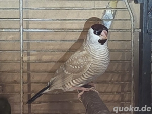 Zeresamadinen Hahn isabelfarben Bild 3