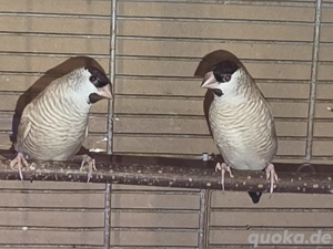 Zeresamadinen Hahn isabelfarben Bild 2