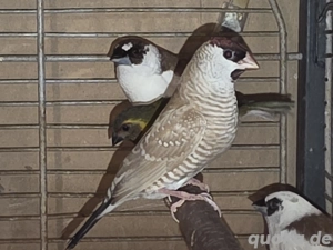 Zeresamadinen Hahn isabelfarben Bild 4