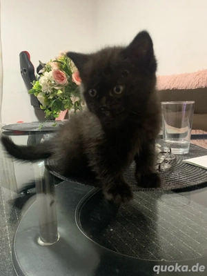 Wunderschöne British-Kurzhaar- British-Langhaar-Kitten abzugeben