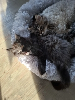 Mixkätzchen suchen zu hause