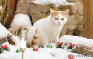 3 wunderschöne Bkh Kater  suchen ihr Familie 