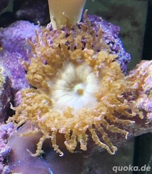 Meerwasser Sandanemone 