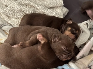 Französische Bulldoggen Welpen 