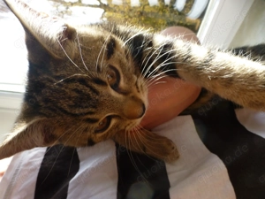 Katzenbaby-Mix Glückskatze+EKH