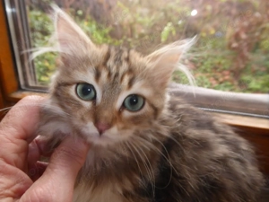 sibirische Katzenbabys mit Stammbaum