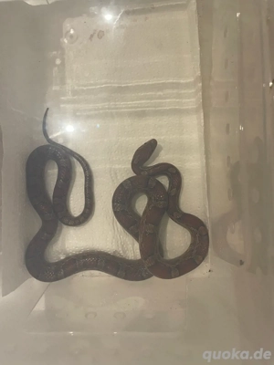 Kornnattern (Pantherophis guttatus) versch. Farben